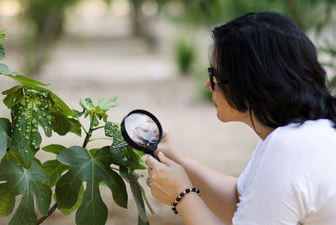 A young botanist examining leaf morphology