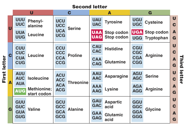 genetic codon examples in chart 