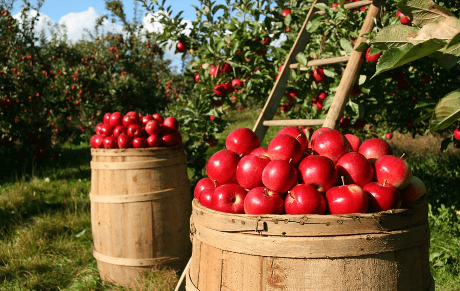 Pomology is important field in Branches of Agriculture