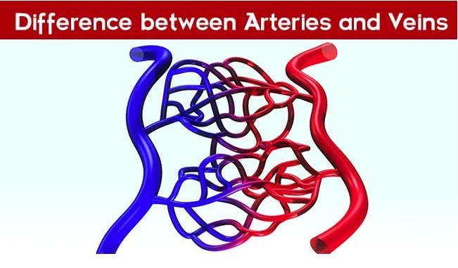 difference between arteries and veins