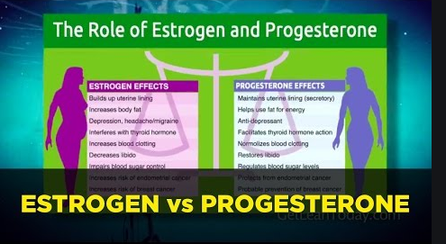 Difference Between Estrogen And Progesterone
