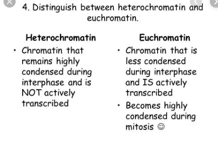 Difference Between Euchromatin And Heterochromatin