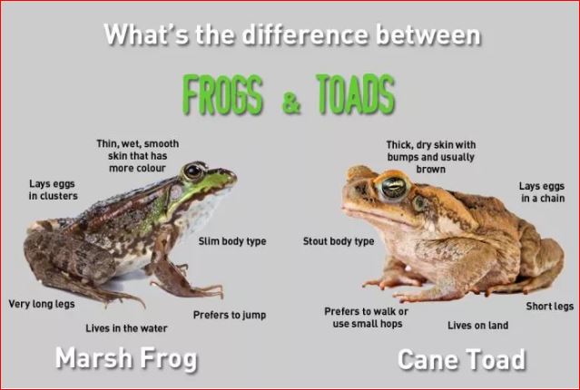 Difference Between Frog And Toad