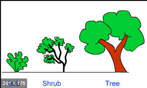 Difference Between Herbs And Shrubs