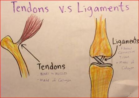 Difference Between Ligaments and Tendons