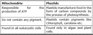 Difference Between Mitochondria And Plastids