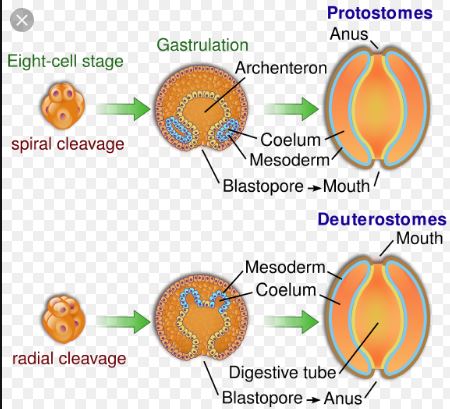 Difference Between Protostomes And Deuterostomes