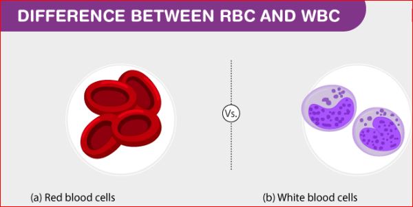 Difference Between Rbc And Wbc