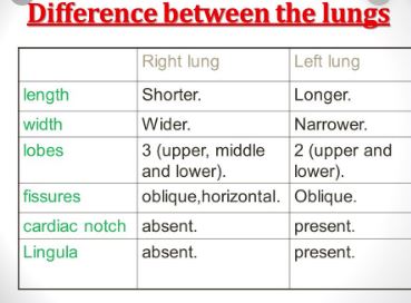 Difference Between Right And Left Lung