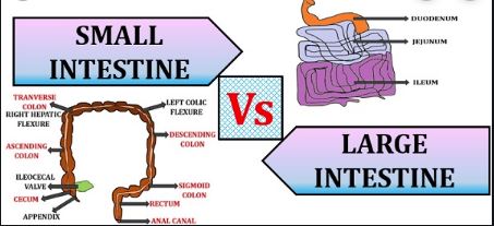 Difference Between Small and Large Intestine