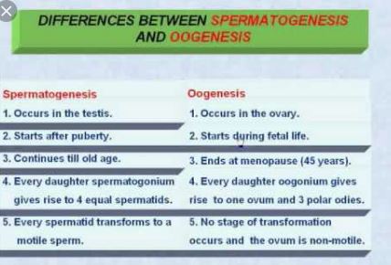 Difference Between Spermatogenesis And Oogenesis