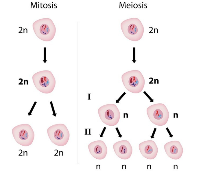 Difference between Mitosis and meiosis