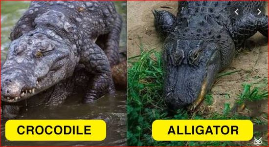 Difference between alligator and crocodile