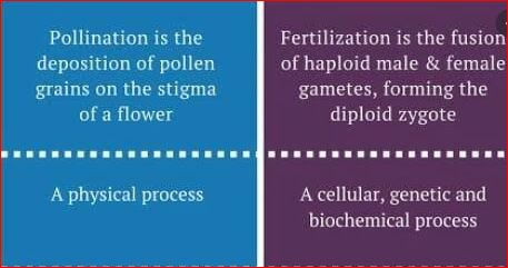 difference Between Pollination and Fertilization