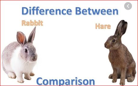ifference Between Hare and Rabbit