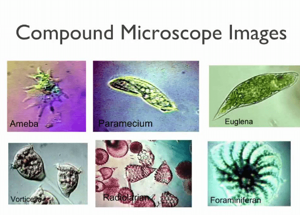 compound microscope images of animalcules
