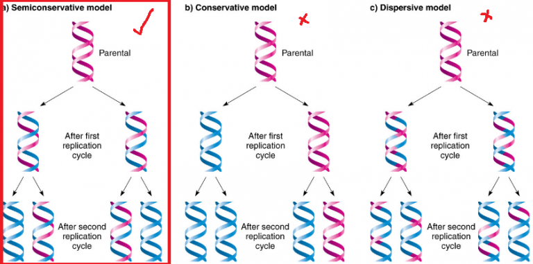 Models Of Dna Replication Notes With Definition And Diagram Readbiology Com