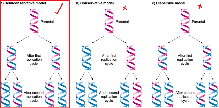 summarize the process of dna replication