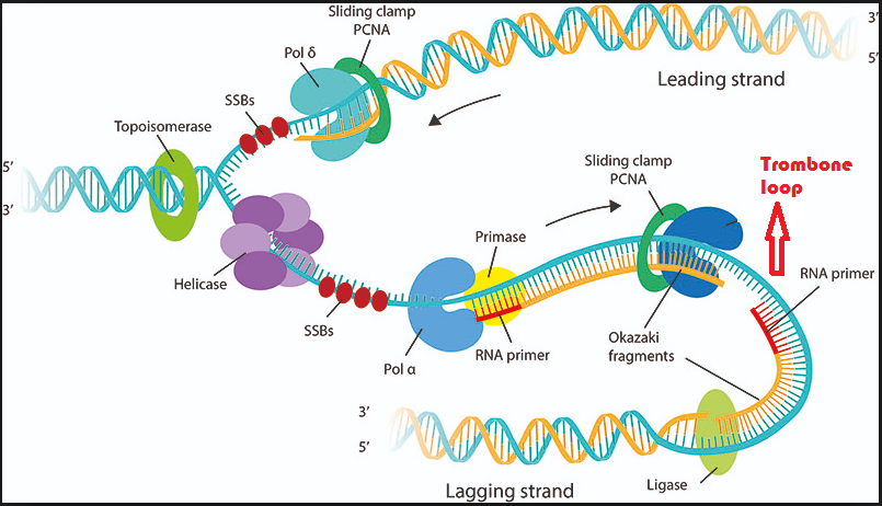 Models Of DNA Replication, Notes With Definition Diagram/ | atelier ...