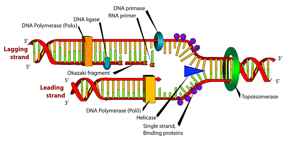 dna replication model