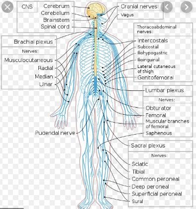 Diseases of Central nervous system