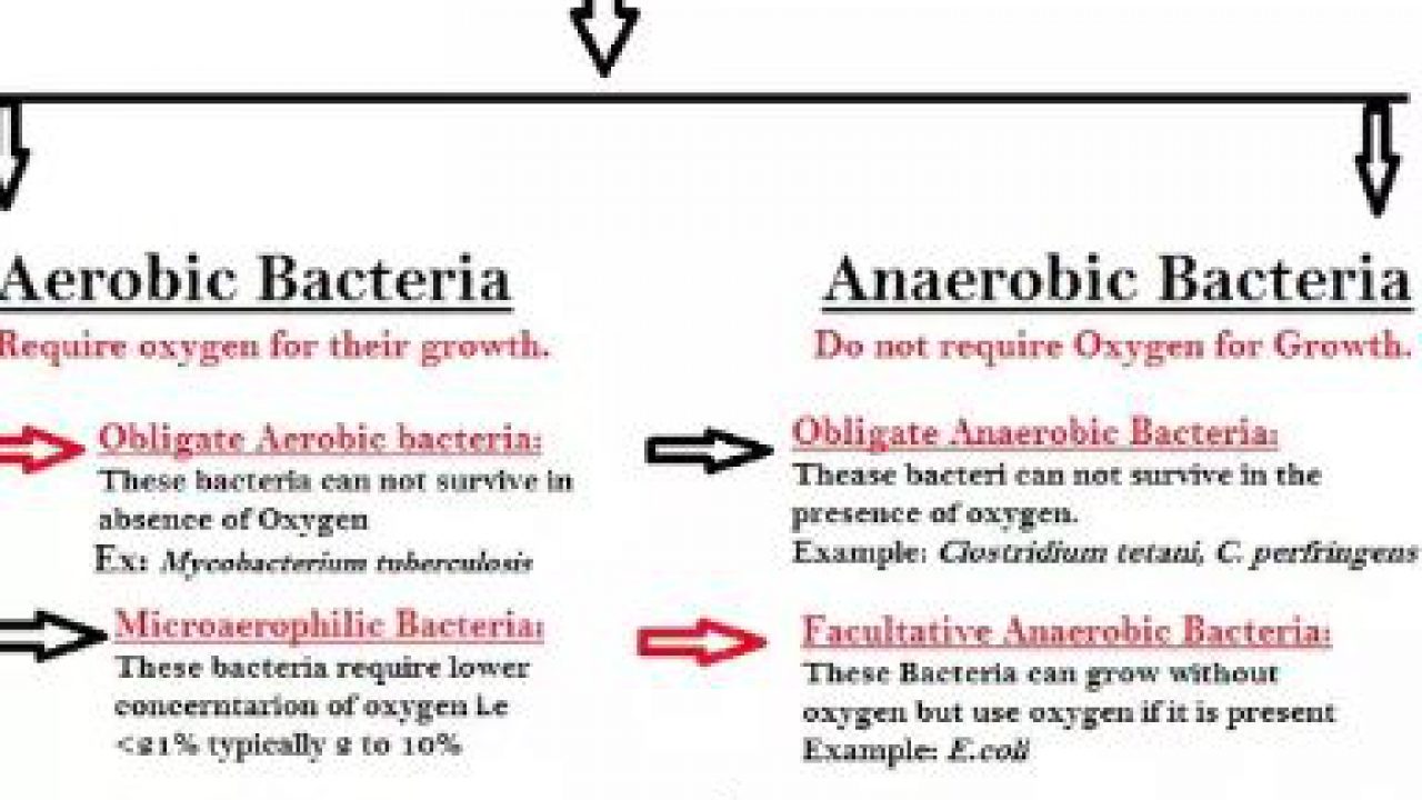 Difference Between Aerobic And Anaerobic Bacteria