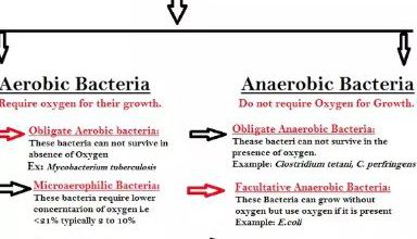 Admin Author At Articles On Biology Topics Quite Helpful For Researchers Students And Teachers With Effective Av Aids Page 11 Of 22