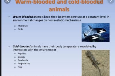 Difference Between Cold Blooded And Warm-Blooded Animals