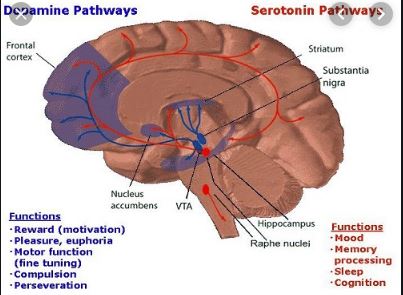 Difference Between Dopamine and Serotonin
