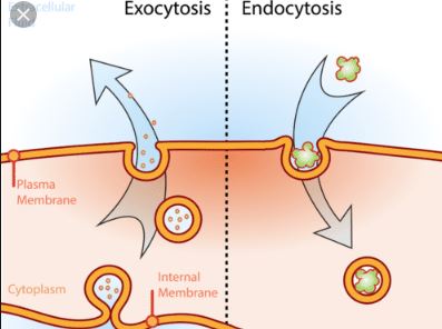 Difference Between Exocytosis And Endocytosis