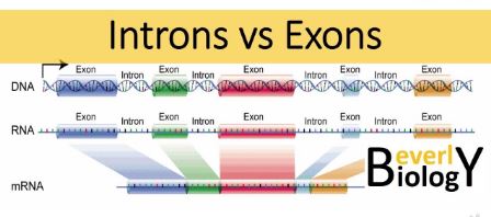 Difference Between Exons and Introns