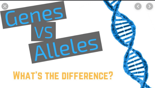 Difference Between Gen and allele