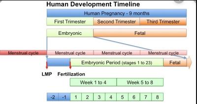 Difference Between Gestational Age and Fetal Age