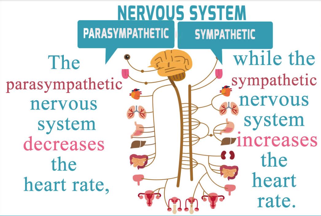 Sympathetic System Definition In Psychology