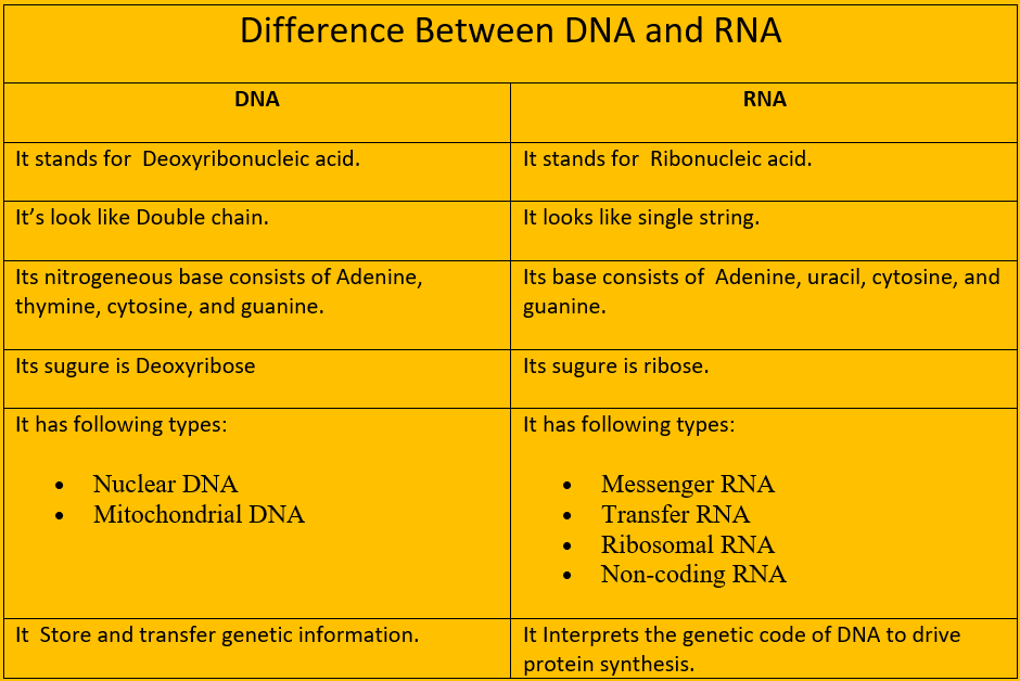 Difference between DNA and RNA