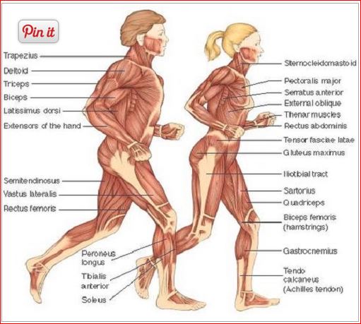 difference-between-voluntary-and-involuntary-muscles