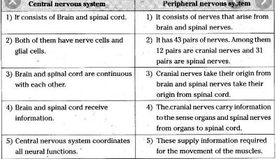 Difference Between Central And Peripheral Nervous System