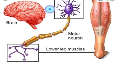 How does the nervous system work