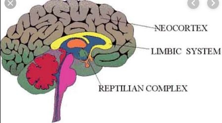 Parts of Reptilian Brain