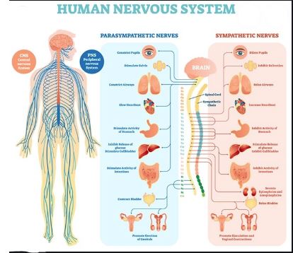 Different Parts of the Nervous System and Their Functions