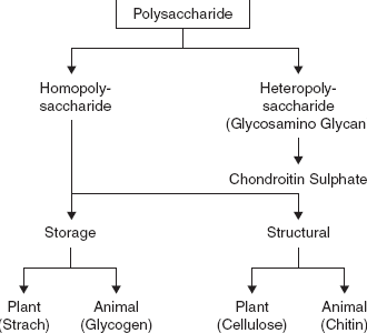 Different types of polysaccharide