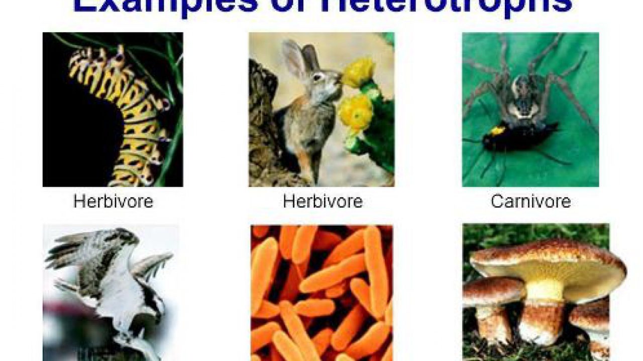 what-is-an-example-of-a-heterotroph-slidesharedocs-my-xxx-hot-girl