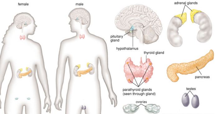 Overview of Endocrine system with its glands in male and female