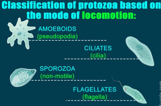 Classification of protozoa on basis of locomotion