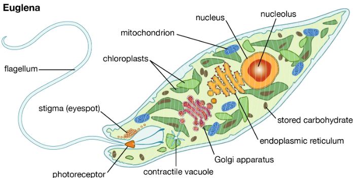 Cell structure of model protist, Euglena