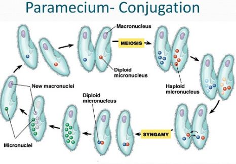 Paramecium conjugation