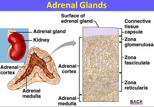 location of adrenal gland