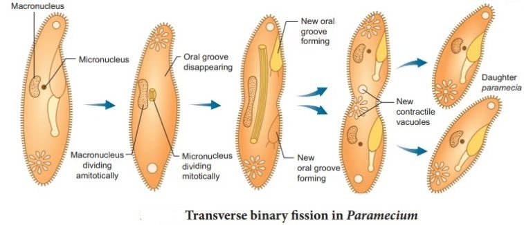 Binary fission in paramecium
