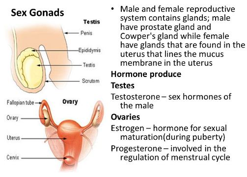 Male and female reproductive glands with their hormones