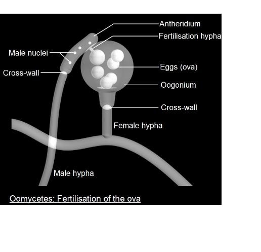 Oomycetes reproduction